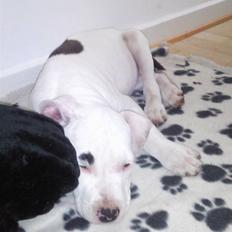 Amerikansk staffordshire terrier Micha