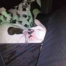 Amerikansk staffordshire terrier Micha