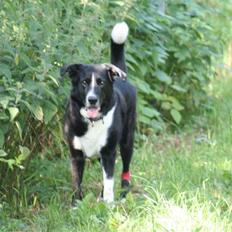 Karelsk bjørnehund Blanding | Snøvs