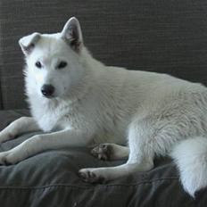 Alaskan husky Urd