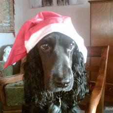 Cocker spaniel Sigurd