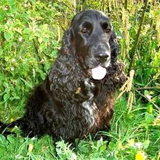 Cocker spaniel Sigurd