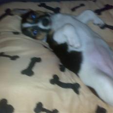 Jack russell terrier Issa