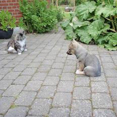 Västgötaspids Fonzie