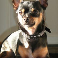 Chihuahua Buddy