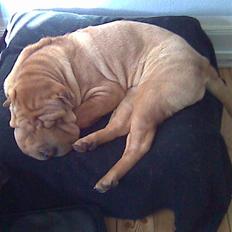 Shar pei Nelly søger leger ven