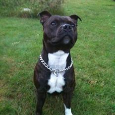Staffordshire bull terrier Tovdals Rocky Balboa