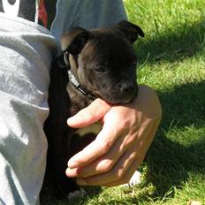 Staffordshire bull terrier Tovdals Rocky Balboa