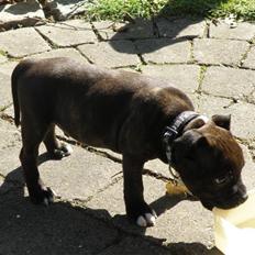 Staffordshire bull terrier Tovdals Rocky Balboa