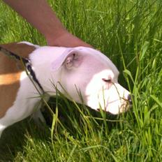 Staffordshire bull terrier Tessa