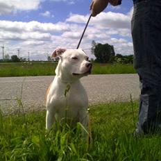 Staffordshire bull terrier Tessa
