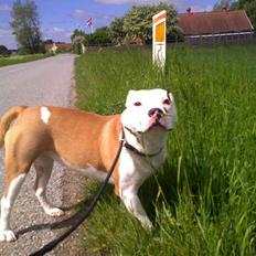 Staffordshire bull terrier Tessa