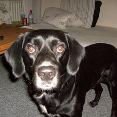 Blanding af racer tarzan