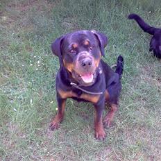 Rottweiler magi