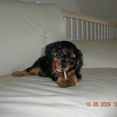 Cavalier king charles spaniel Cavalierhyttens Bella.