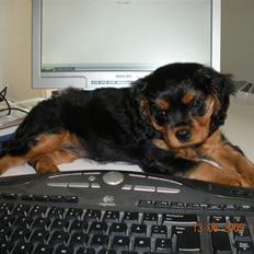 Cavalier king charles spaniel Cavalierhyttens Bella.