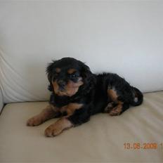 Cavalier king charles spaniel Cavalierhyttens Bella.