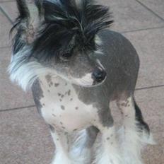 Chinese crested hårløs Cookie aka She Santa