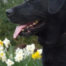 Blanding af racer Simba