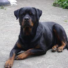 Rottweiler tiki