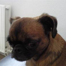 Griffon petit brabancon Angel