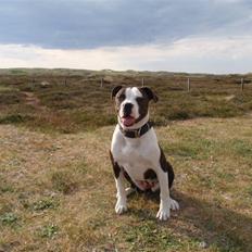 Amerikansk bulldog Angel