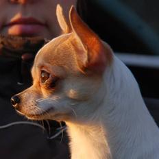 Chihuahua chihuahua flower´s Cille