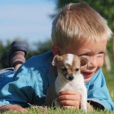 Chihuahua chihuahua flower´s Cille