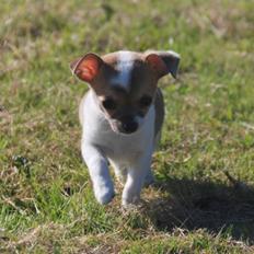 Chihuahua chihuahua flower´s Cille