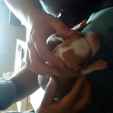 Amerikansk staffordshire terrier Sille