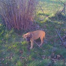 Boerboel Thor