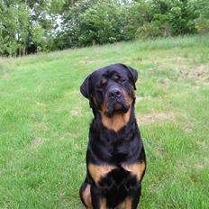 Rottweiler Athos