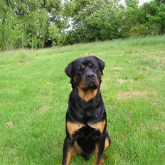 Rottweiler Athos