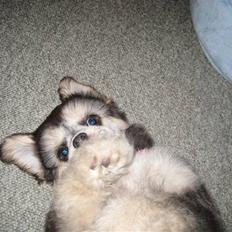 Blanding af racer Maggie aka Charmetrolden