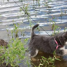 Blanding af racer Maggie aka Charmetrolden