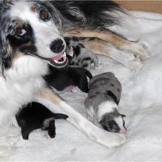 Australian shepherd laika's Hvalpe.