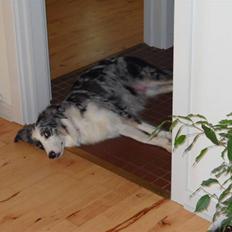 Australian shepherd laika's Hvalpe.