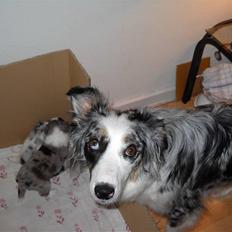 Australian shepherd laika's Hvalpe.