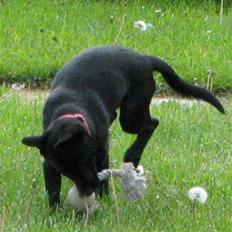 Australsk kelpie Skovfarmen´s Black Farica