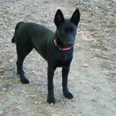 Australsk kelpie Skovfarmen´s Black Farica