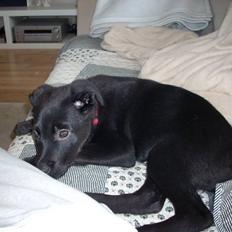 Blanding af racer Kaya