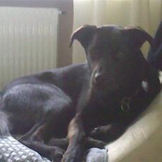 Blanding af racer Kaya