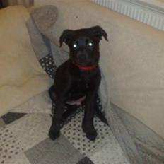 Blanding af racer Kaya