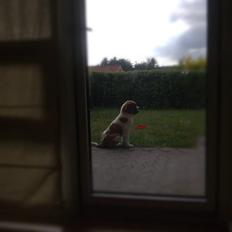 Sankt bernhardshund Basse