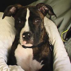 Blanding af racer Kovu