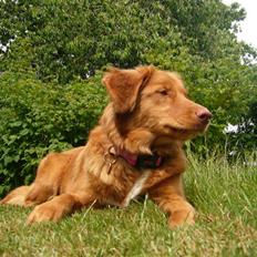 Nova scotia duck tolling retriever Maggie
