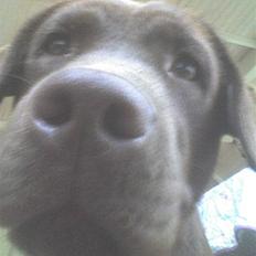 Labrador retriever Wilma