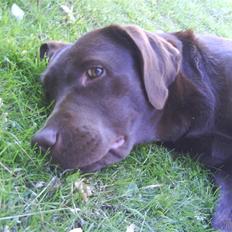 Labrador retriever Wilma