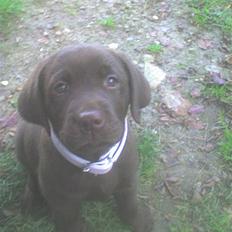 Labrador retriever Wilma