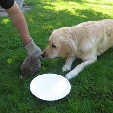 Labrador retriever Daddy